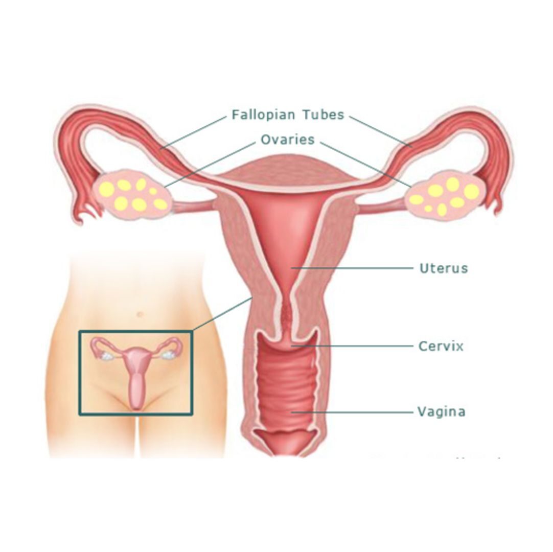 Obs & Gynaecologist Female Infertility Treatment dr rakesh kumawat vascular and interventional radiologist